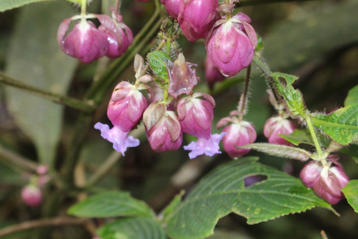 Strobilanthes lupulina Nees